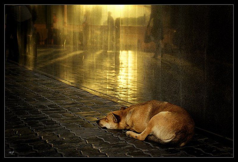 собака О снах привокзальной собаки...photo preview