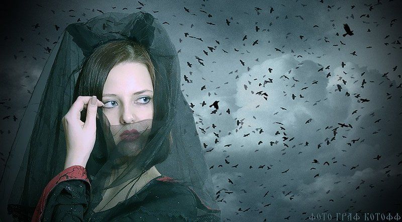 black, widow, черная, вдова, вороны, кружат Black Widowphoto preview