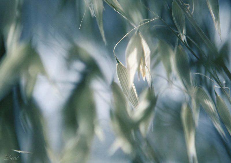 нежная, весна, голубое, зеленое Springphoto preview