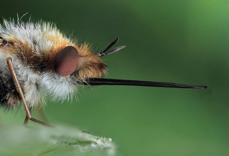 макро, жужжало, bombilius, major Портрет жужжалыphoto preview