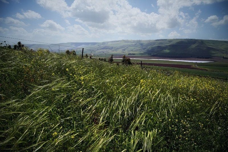 Весенний ветерphoto preview