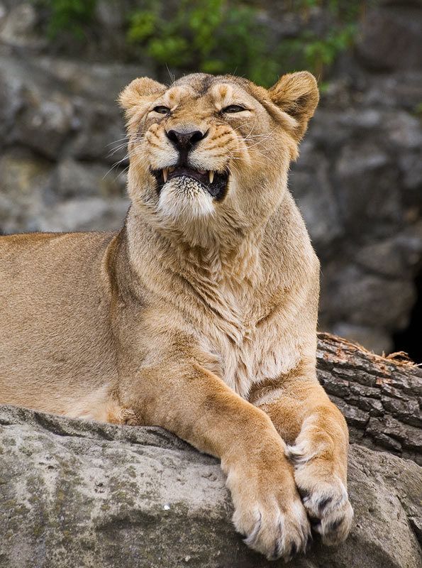 Дама с характеромphoto preview