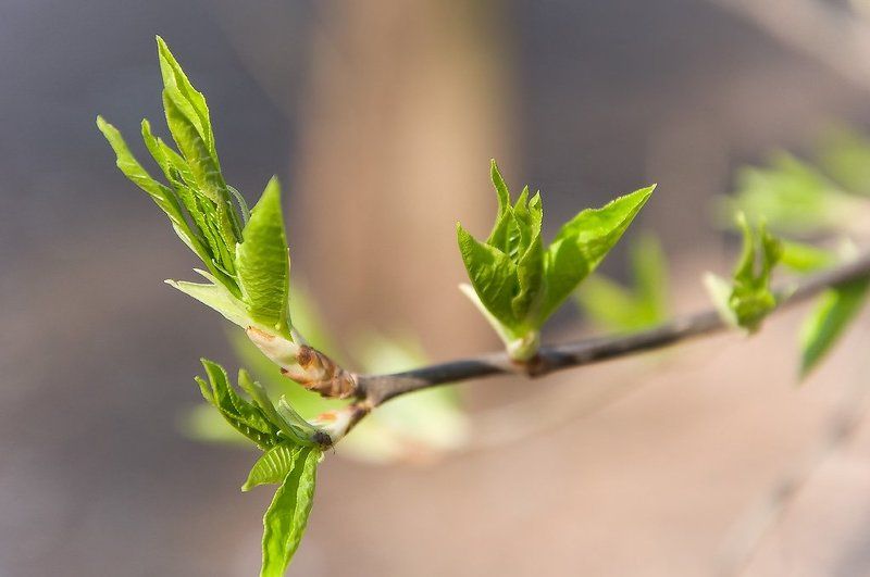 Весенняя...photo preview