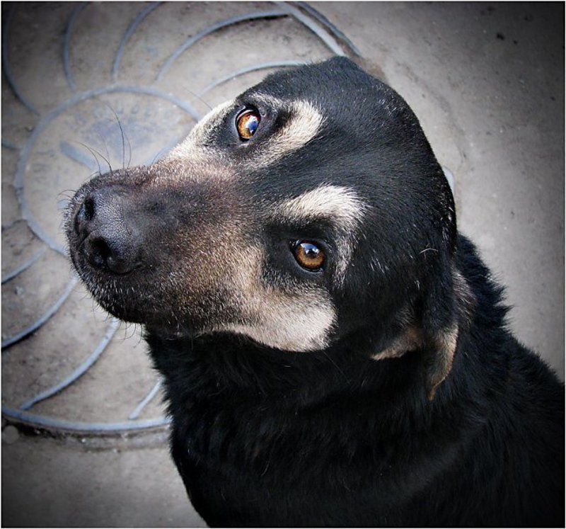 собака, друг,  печаль в глазах, один Один...photo preview