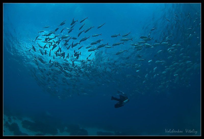 фото красоты подводного мира....photo preview