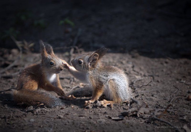 Иди сюда, щас целовать буду!photo preview