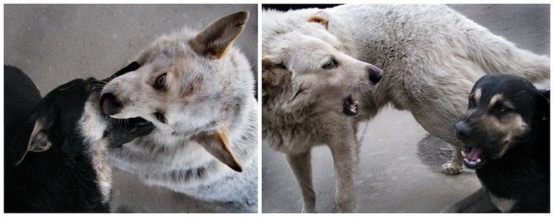 собачья, любовь, взгляды От любви до ненависти один шаг!photo preview