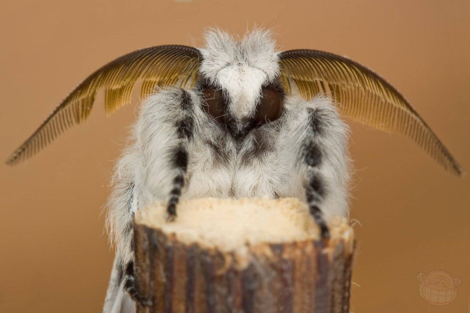 гарпия, самец, бабочка, макро, Amazon-san