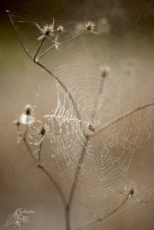 макро, паутина, паук, капли, роса, сухоцвет, весна, лес Паутинка -1-photo preview