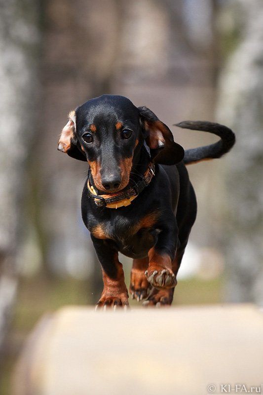 Симочкаphoto preview