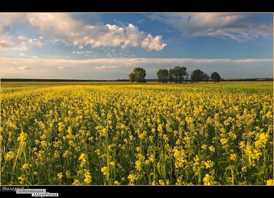 , izh Diletant (Валерий Щербина)