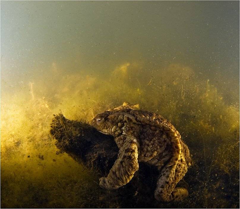 , Сергей Шанин