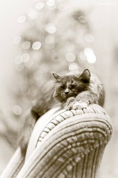 Уютная. Автор: Nodvikoff кошка, кресло, ёлка, уют, Nodvikoff