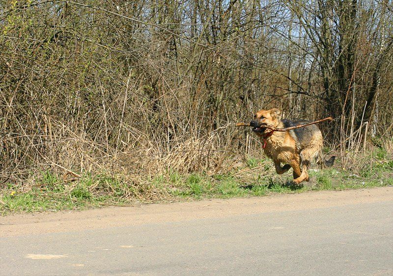 собака, овчарка, бег, апорт Нас не догонят...photo preview