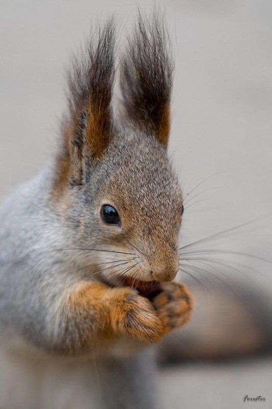 белка, портрет, squirrel Портрет Белкиphoto preview