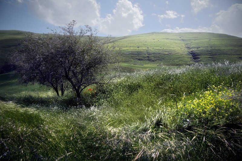 Растрёпа-апрельphoto preview