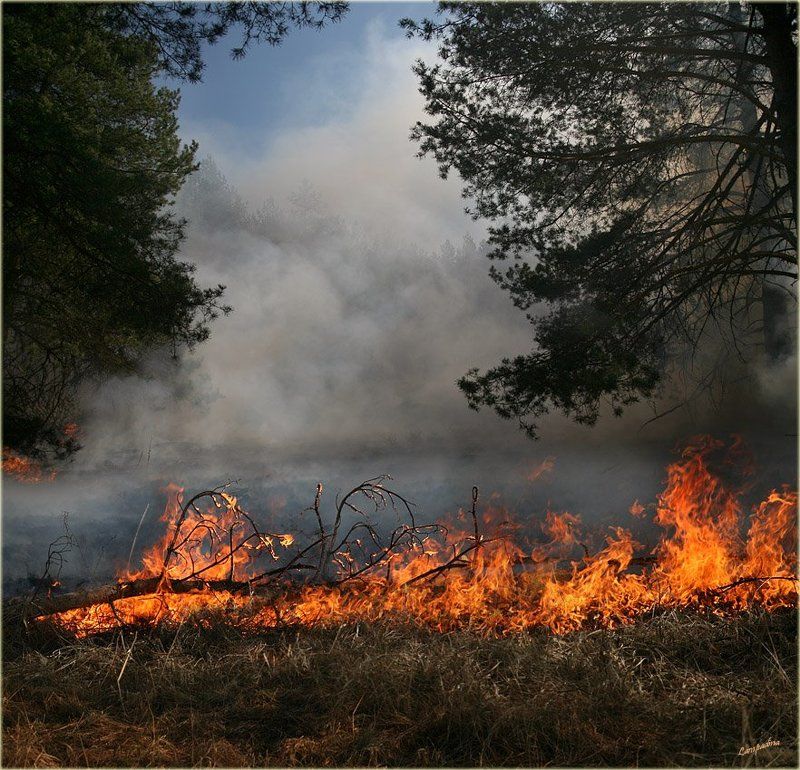 подмосковье, 1 мая, пожар, лес, огонь Стихия фото превью
