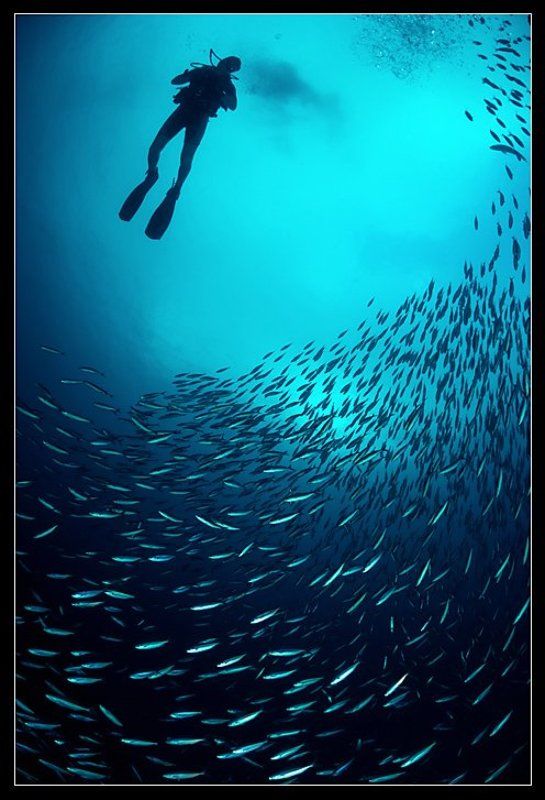 дайвер, в, кадре Рыбный Дождьphoto preview