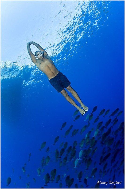 зайцев, обучение, подводной, фотографии, , красное, море, фри, дайвер Ежипшен фридайвер-самый фри на свете!photo preview