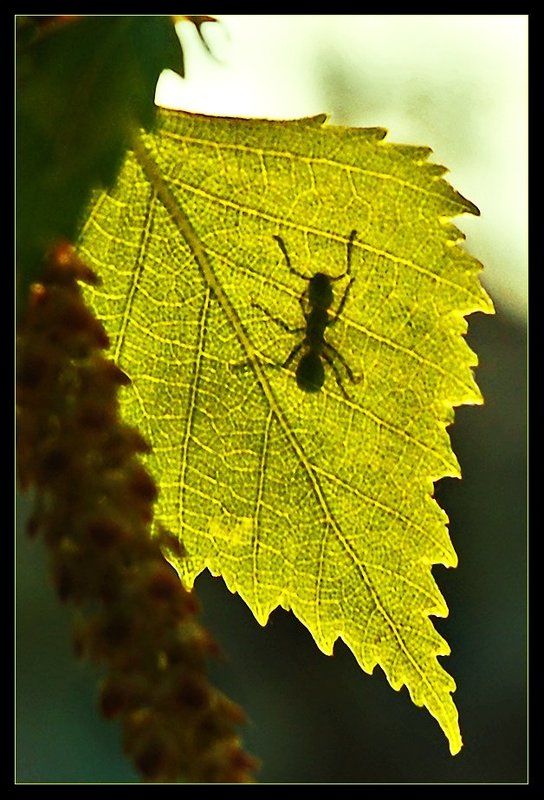 муравей, листок, солнце, весна, тепло. Солнечная ваннаphoto preview