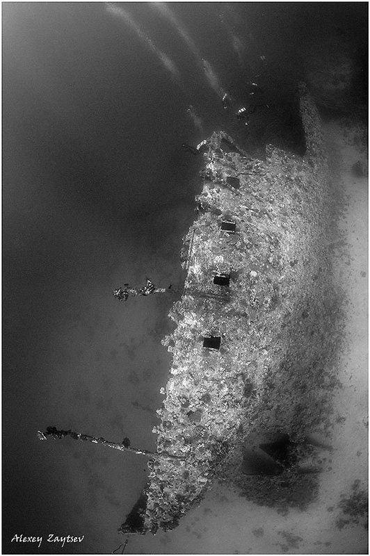 зайцев, обучение, подводной, фотографии, , красное, море, рэк Carnaticphoto preview