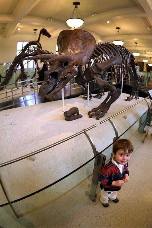 Перипетии эволюцииphoto preview