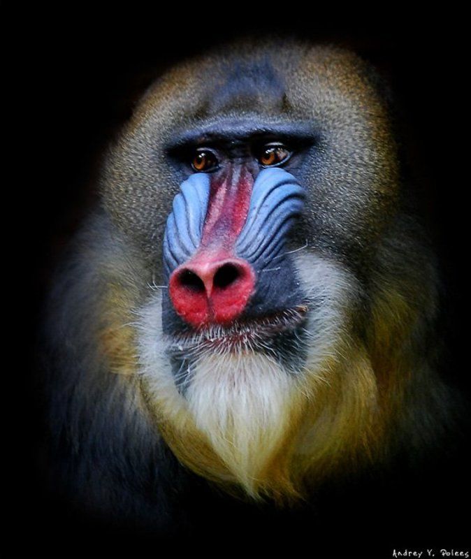 автопортрет масломphoto preview