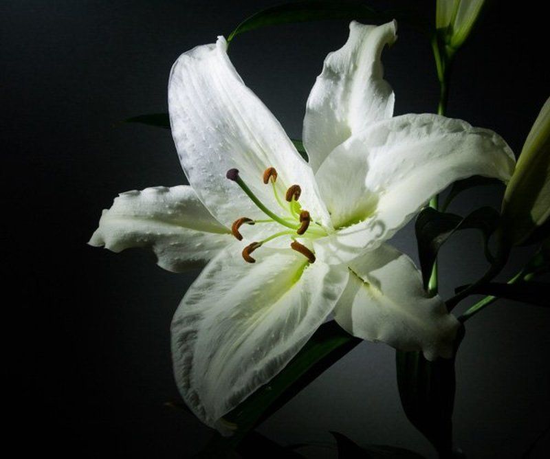 Цветовочекphoto preview