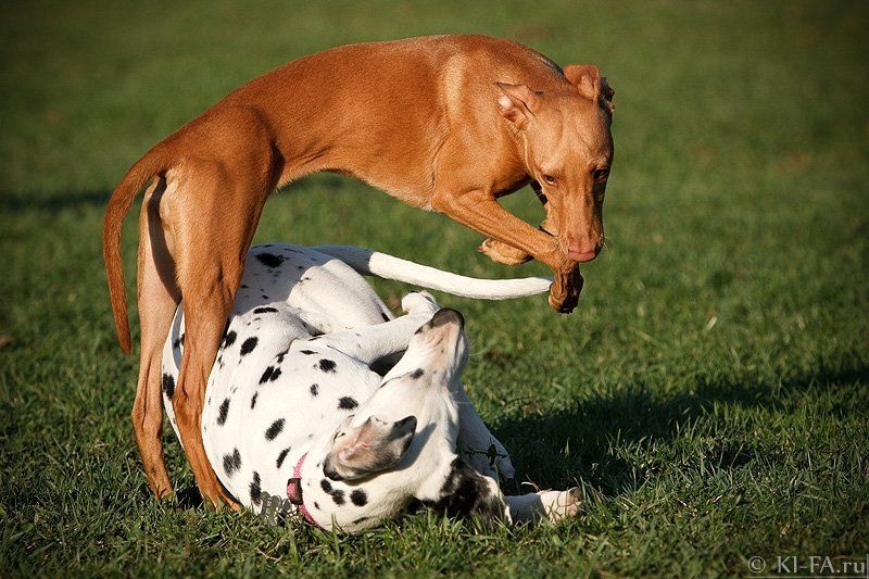 Чехардаphoto preview