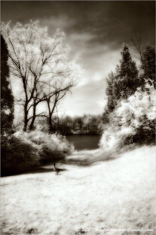 ик, пейзаж, infrared, инфракрасный, инфракрасное, pilgrim, hoya r72, pentax dl Сентиментальная прогулка....photo preview