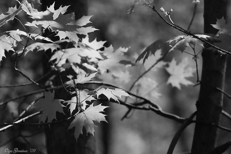 весна, природа, лес, клен, чб моя весна...photo preview