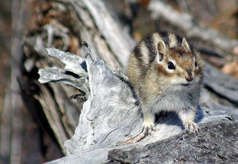 бурундук Бурундук 2photo preview