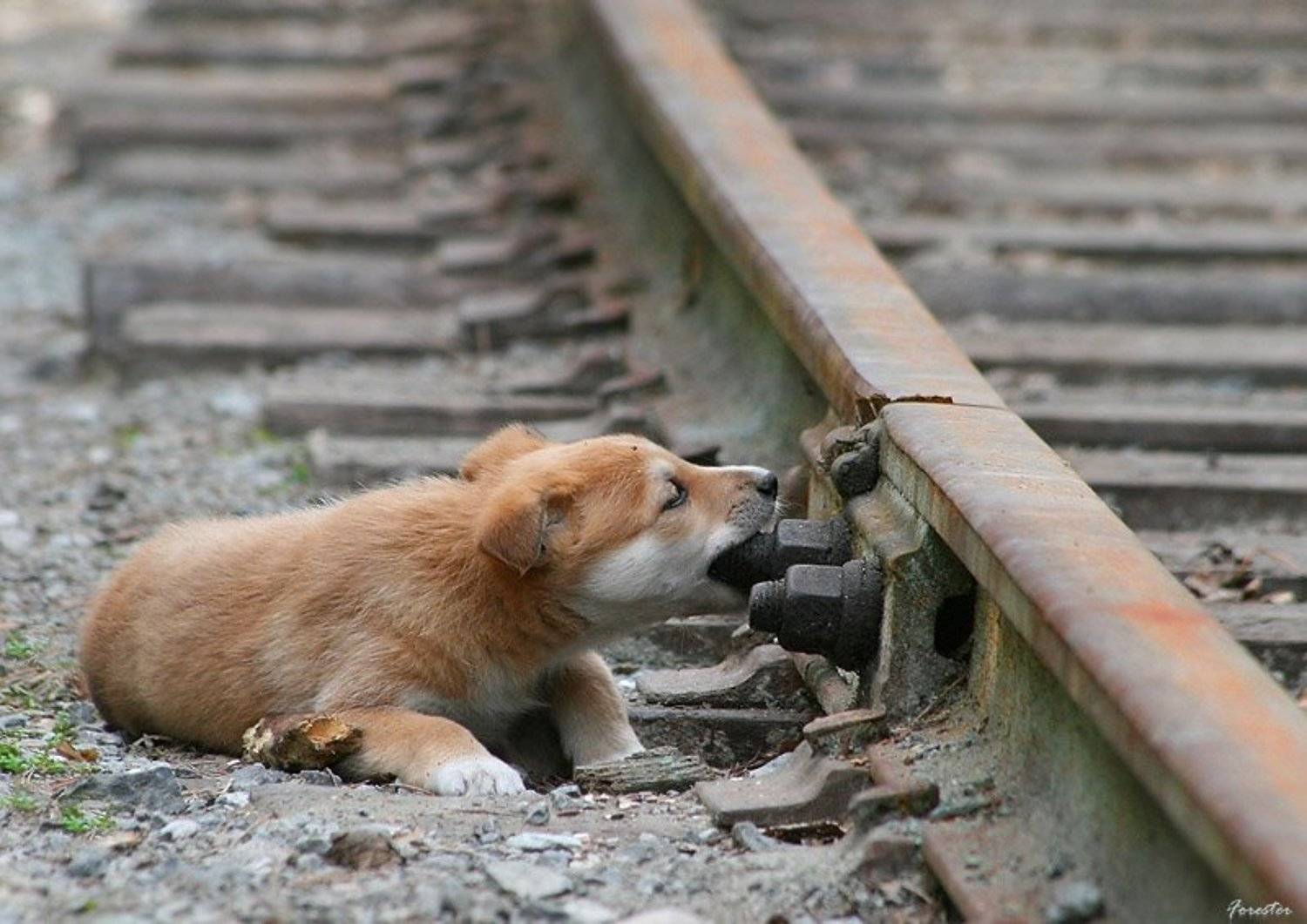 Партизан. Автор: Баяндин Алексей собаки, животные, щенки, Баяндин Алексей