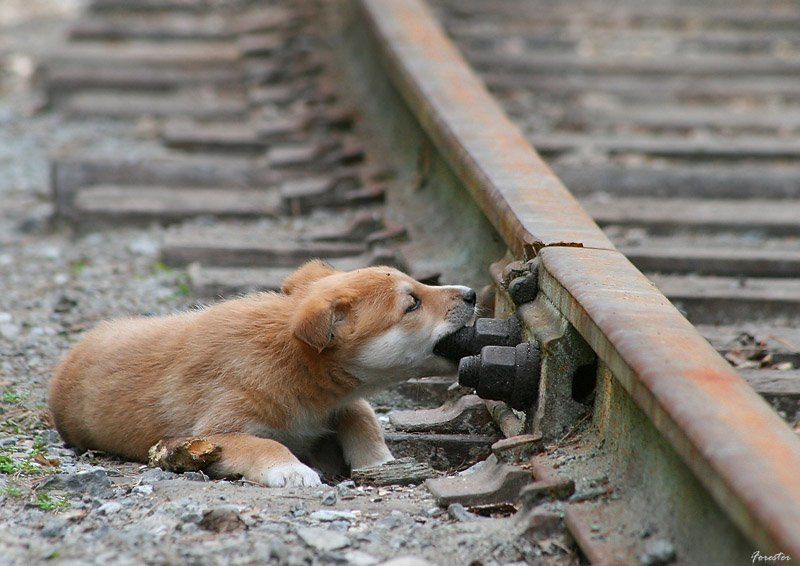 собаки, животные, щенки Партизанphoto preview