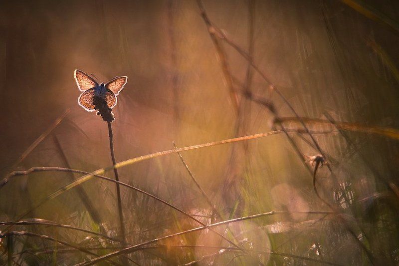 Цветочек.photo preview