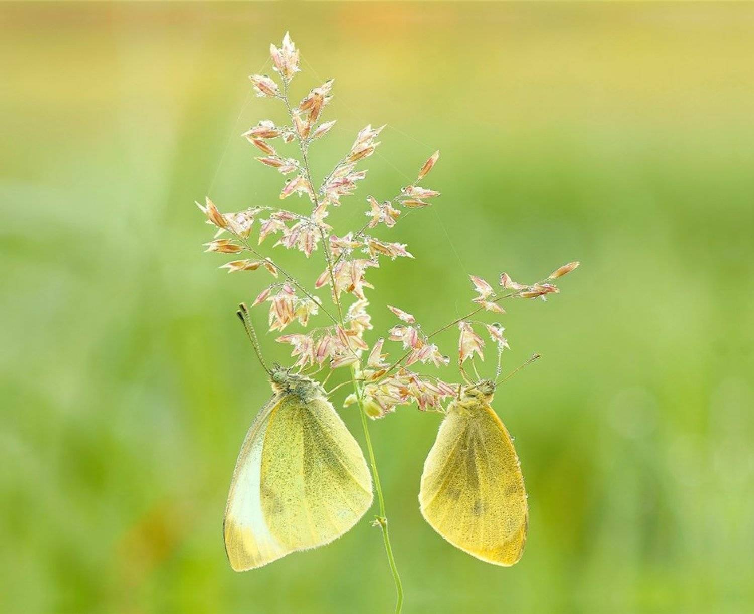 , Zbyszek  Walkiewicz