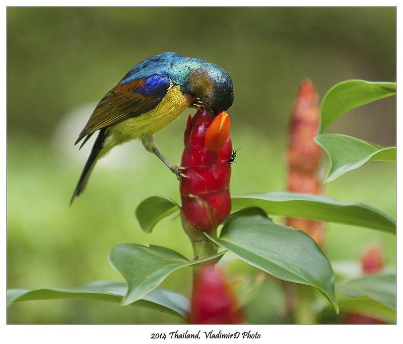 Нектарница, Птица Немного солнца в холодной воде.photo preview