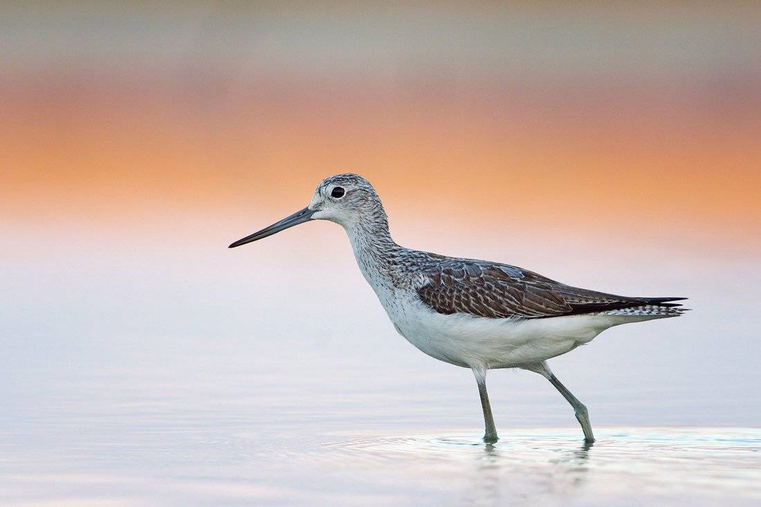 , Евгени Стефанов