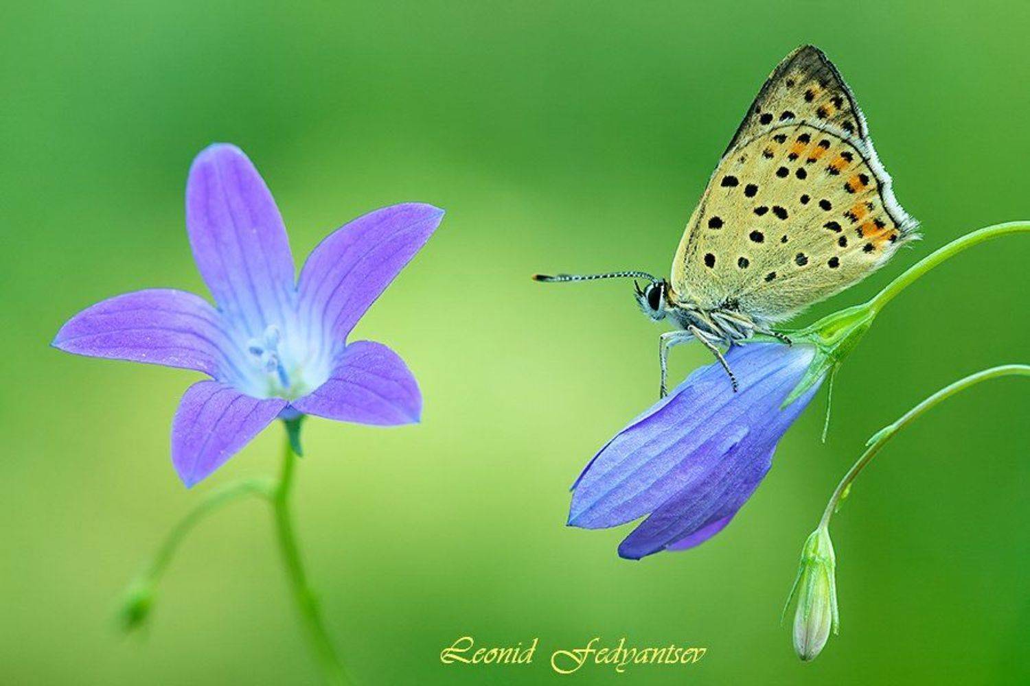 Луговой этюд с Титиром. Автор: Leonid Fedyantsev , Leonid Fedyantsev