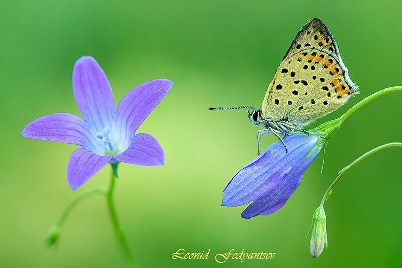 Луговой этюд с Титиромphoto preview