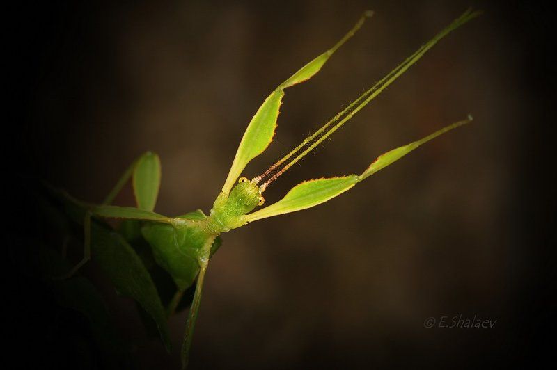 Linnaeus\' Leaf Bug, Phyllium siccifolium, Листовидка, Насекомые, Палочники Linnaeus\' Leaf Bug ,Листовидка - Phyllium siccifoliumphoto preview