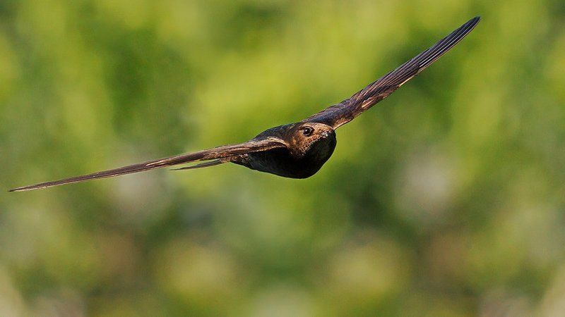 Стрижиphoto preview