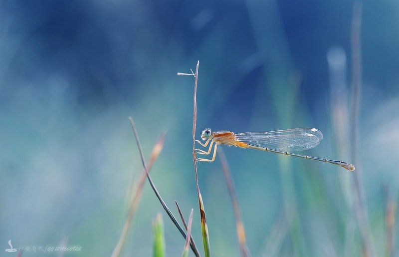 Damselflyphoto preview