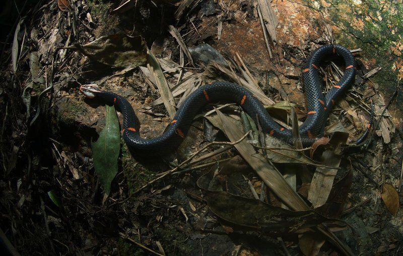 Azemiops feaephoto preview