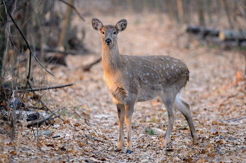 Олененокphoto preview