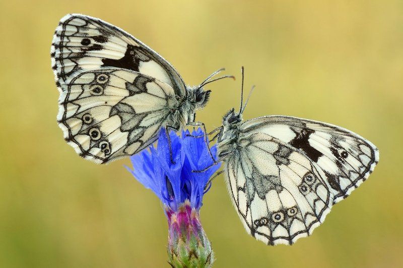 встречаphoto preview