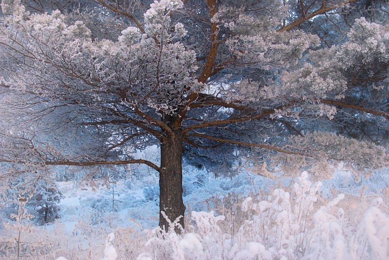 Ветви, Вечер, Вечер Сибирь раскидистое, дерево, Дерево, Заморозки, Зима, Иней, Кедр, Лес, Мороз, Раскидистый, Сибирь, Снег, Трава Изморозьphoto preview