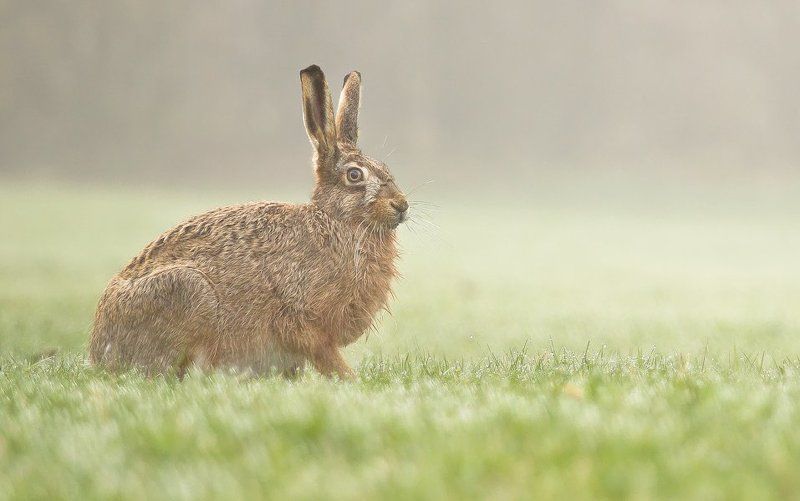 Shockedphoto preview