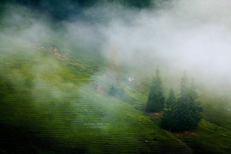 Lace from fogphoto preview