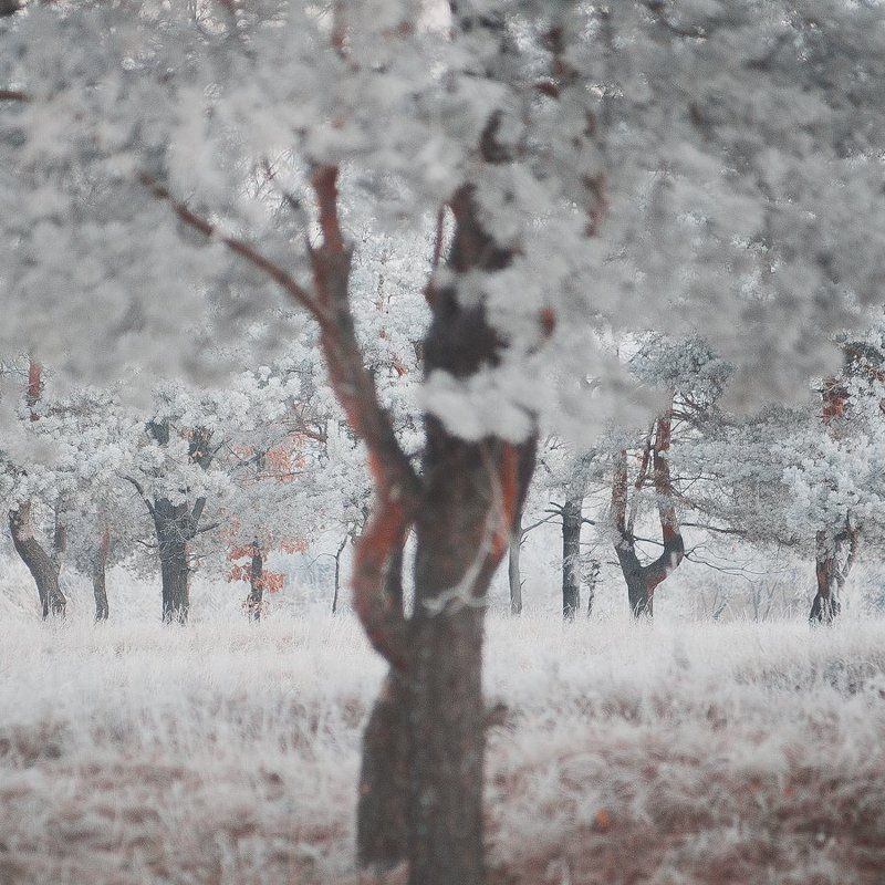 Autumn, Frost, Landscape, Morning, Nature, November, Sunrise, White, Winter snowlessphoto preview